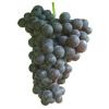 Barlinka  grape