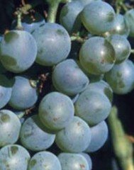 White Wine Grapes Vines:Alicante Bouschet #02