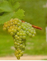  White   Wine   Grapes  Vines:Muscat of Alexandria #03