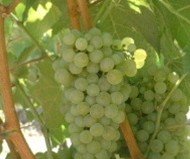Red Wine Grape Vines : Columbard