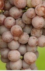 White Wine Grapes Vines:Semillon Grape Vines