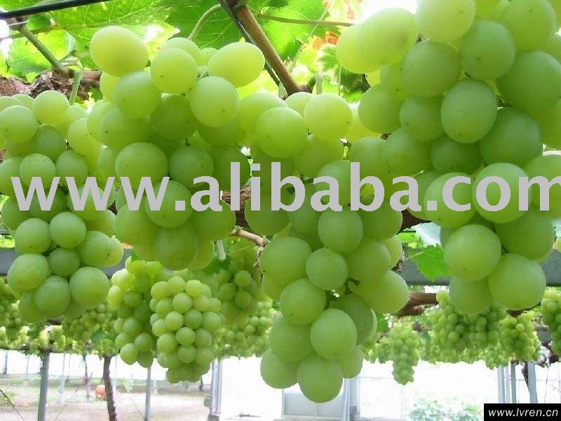 green Grape
