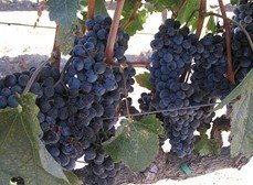 Red Wine Grape Vines : Merlot #03