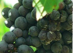  Red  Wine Grape  Vine s : Syrah Abb (Alban) on Millardet 420a