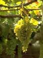 white grapes