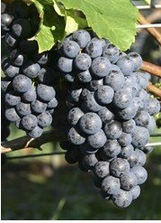 Red Wine Grape Vines : Petit Verdot #02 on 101-14 Mgt