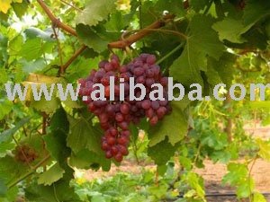 juicy grapes