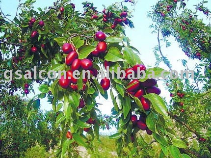 fresh red date