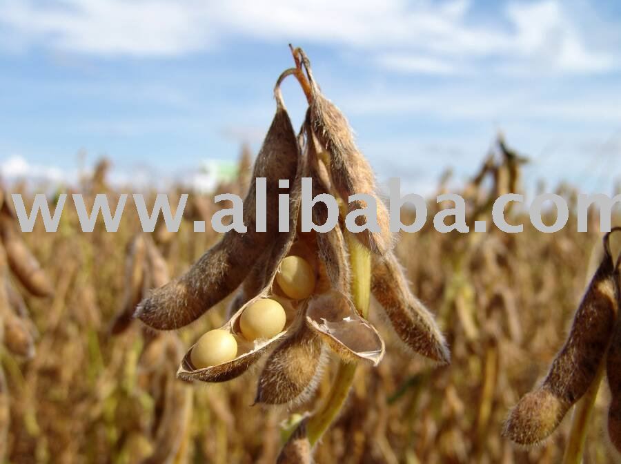 SOYBEAN NON-GMO # 2
