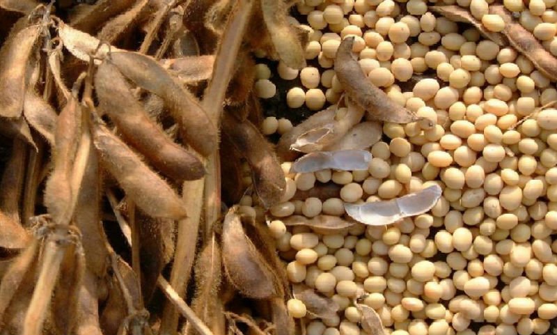 fresh Soybean from Cameroon