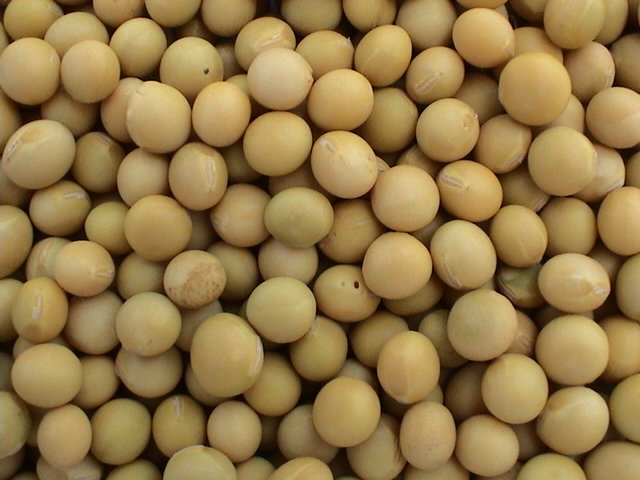 soya beans