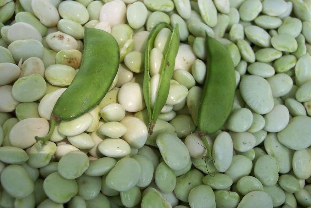 Lima beans