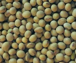 Fresh Soybean for  sale 