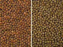 chick peas