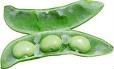 Agriculture>>Beans>>Lima Beans