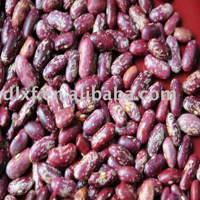 china red /Purple speckled Kidney beans