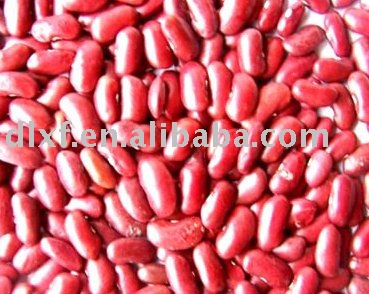 Red speckled Kidney beans 09 crop