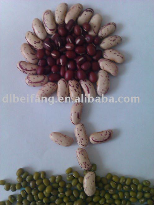 Long Shape Light Speckled kidney bean(2010 crop. heilongjiang origin,hps)