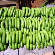 PREMUIM  DOLE  QUALITY FRESH GREEN  CAVENDISH   BANANAS  FOR SALE