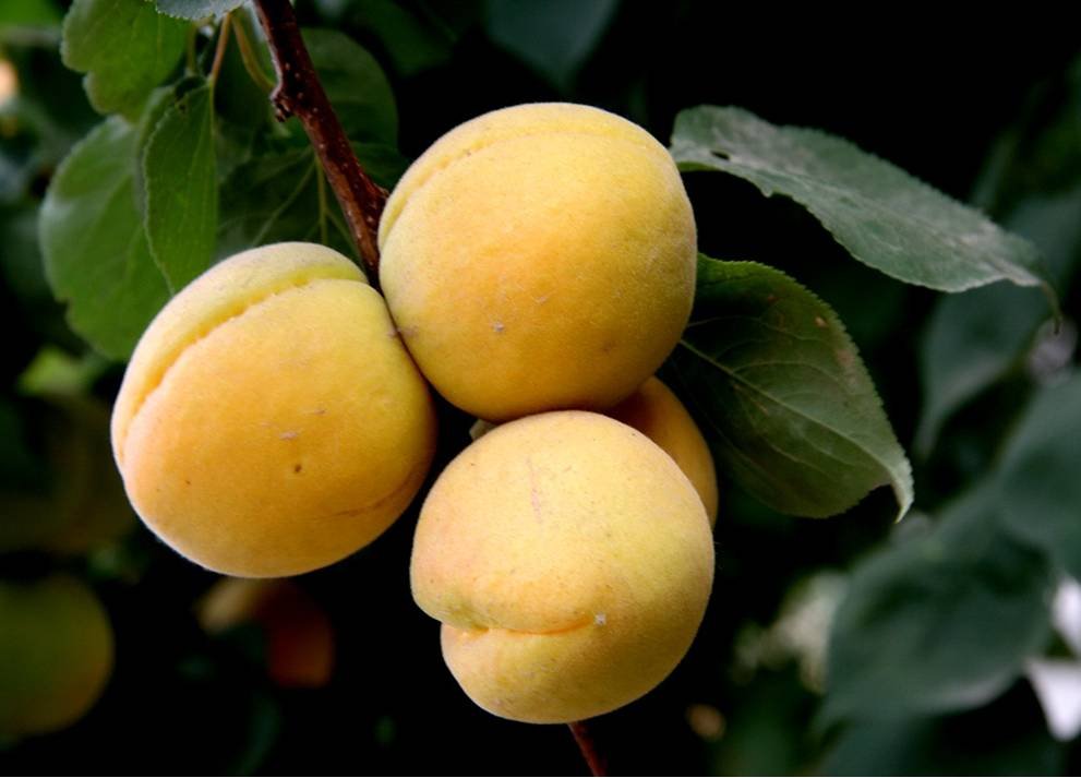 Apricot fruit Juice concentrate