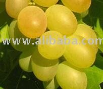 WHITE GRAPE