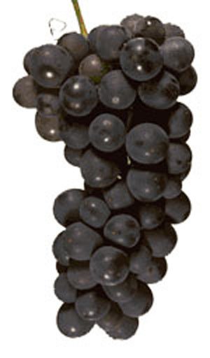 Grape