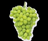 Thompson Grape