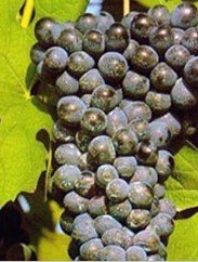 Red Wine Grape Vines :Barbera