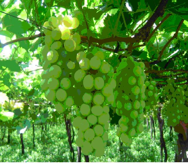 Grapes-Italia