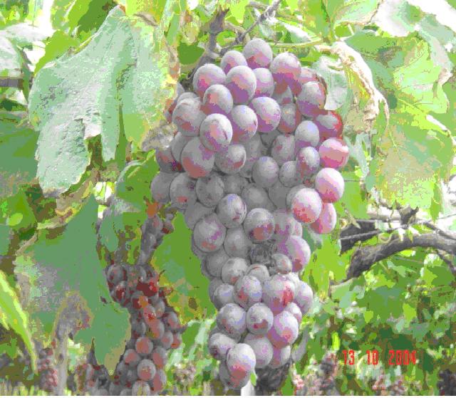 Grapes-Benitaka Grape