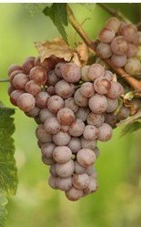 White Wine Grapes Vines:Gewurztraminer
