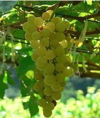 White Wine Grapes Vines:Chenin Blanc