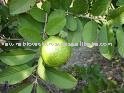 Guava
