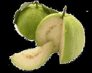 FRESH GUAVA