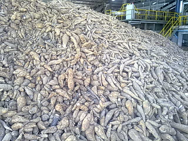 Cassava