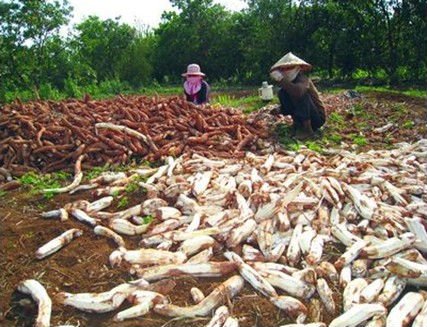 Animal feeds tapioca chips