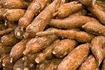 Quality Natural Fresh and Dried Cassava  for sale