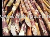 CASSAVA
