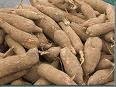 DRY CASSAVA FOR SELL AT A MODERATE PRICE