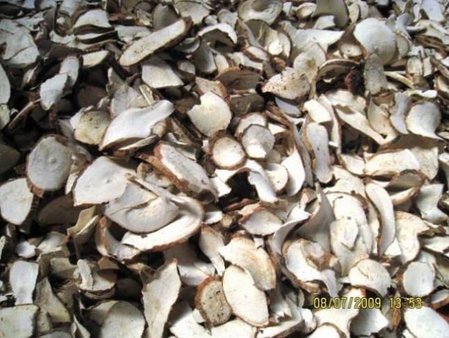 Tapioca Chips and Starch in Vietnam