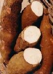Cassava