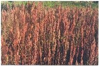 Quinoa (Keen-Wa)