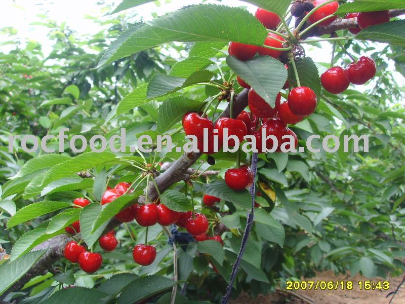 Chinese Fresh Cherry