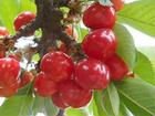 organic fresh  cherry fruit