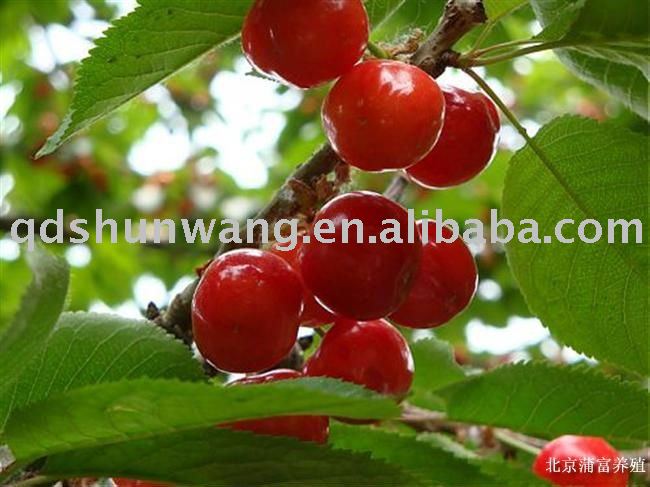  Fresh   red   cherry 