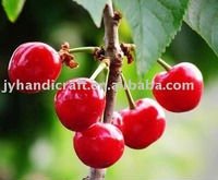  fresh   red   cherry 