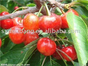  fresh   red   cherry 