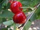 Best Quality Cherries Offer