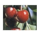 Bing Cherries