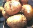 YAM BEANS